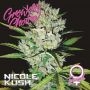 Nicole Kush Feminized Marijuana Strain by Growers Choice For Sale Online at Cannabis Seeds Outlet