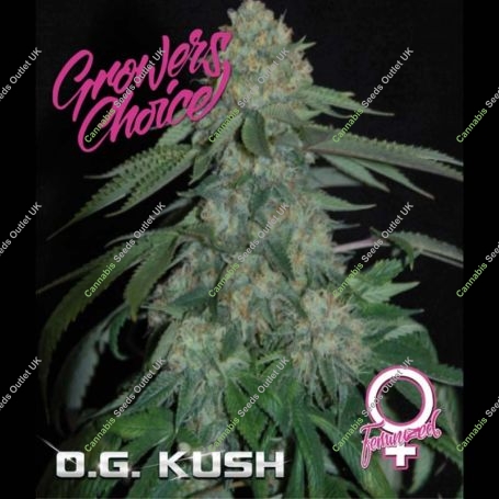OG Kush Feminized Marijuana Strain by Growers Choice For Sale Online at Cannabis Seeds Outlet
