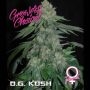 OG Kush Feminized Marijuana Strain by Growers Choice For Sale Online at Cannabis Seeds Outlet