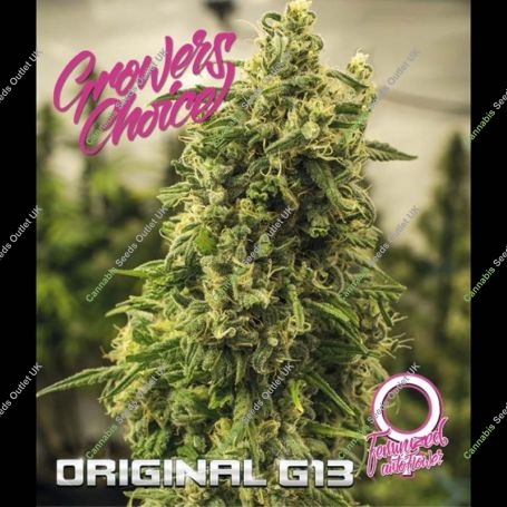 Original G13 Auto Feminized Marijuana Strain by Growers Choice For Sale Online at Cannabis Seeds Outlet