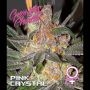 Pink Crystal Feminized Marijuana Strain by Growers Choice For Sale Online at Cannabis Seeds Outlet