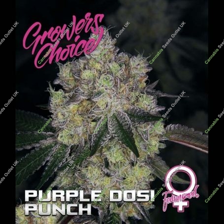 Purple Dosi Punch Feminized Marijuana Strain by Growers Choice For Sale Online at Cannabis Seeds Outlet