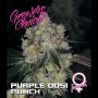 Purple Dosi Punch Feminized Marijuana Strain by Growers Choice For Sale Online at Cannabis Seeds Outlet