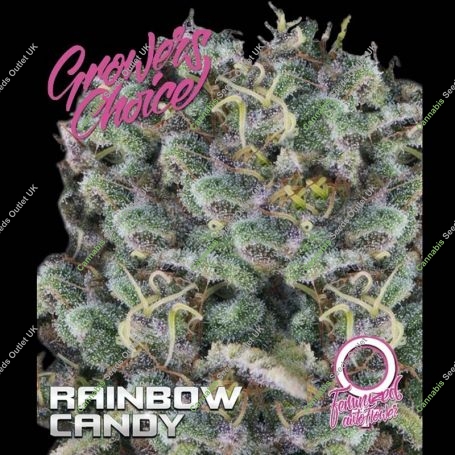 Rainbow Candy Auto Feminized Marijuana Strain by Growers Choice For Sale Online at Cannabis Seeds Outlet