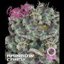 Rainbow Candy Auto Feminized Marijuana Strain by Growers Choice For Sale Online at Cannabis Seeds Outlet