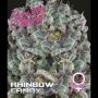Rainbow Candy Feminized Marijuana Strain by Growers Choice For Sale Online at Cannabis Seeds Outlet