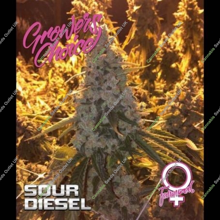 Sour Diesel Feminized Marijuana Strain by Growers Choice For Sale Online at Cannabis Seeds Outlet
