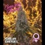 Sour Diesel Feminized Marijuana Strain by Growers Choice For Sale Online at Cannabis Seeds Outlet