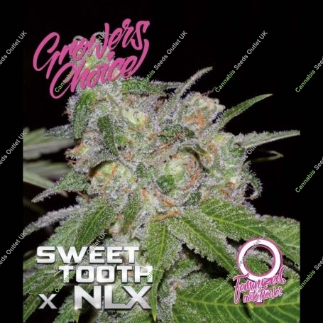 Sweet Tooth x NLX Auto Marijuana Strain by Growers Choice For Sale Online at Cannabis Seeds Outlet