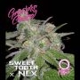 Sweet Tooth x NLX Auto Marijuana Strain by Growers Choice For Sale Online at Cannabis Seeds Outlet