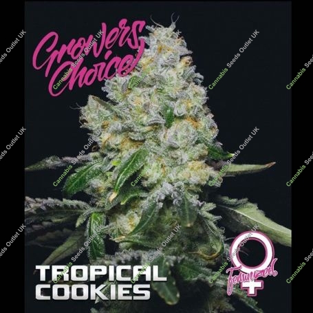 Tropical Cookies Feminized Marijuana Strain by Growers Choice For Sale Online at Cannabis Seeds Outlet