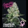 Tropical Cookies Feminized Marijuana Strain by Growers Choice For Sale Online at Cannabis Seeds Outlet