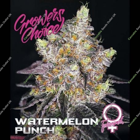 Watermelon Punch Feminized Marijuana Strain by Growers Choice For Sale Online at Cannabis Seeds Outlet