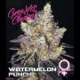 Watermelon Punch Feminized Marijuana Strain by Growers Choice For Sale Online at Cannabis Seeds Outlet