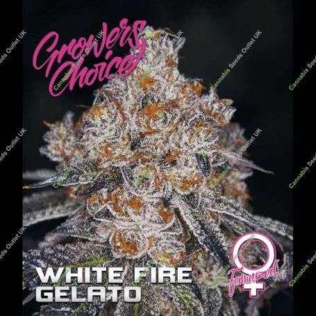 White Fire Gelato Feminized Marijuana Strain by Growers Choice For Sale Online at Cannabis Seeds Outlet