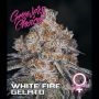 White Fire Gelato Feminized Marijuana Strain by Growers Choice For Sale Online at Cannabis Seeds Outlet