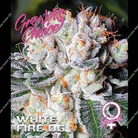 White Fire OG Feminized Marijuana Strain by Growers Choice For Sale Online at Cannabis Seeds Outlet