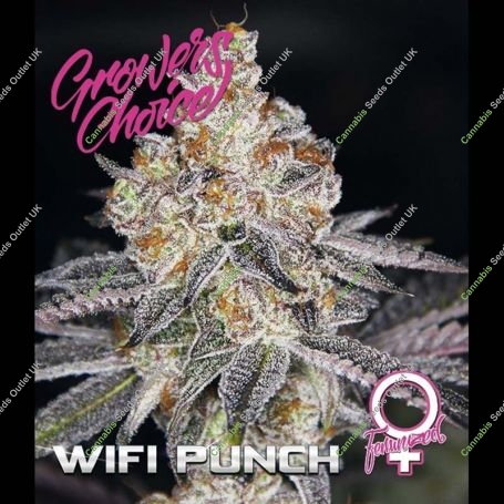 White Fire Punch Feminized Marijuana Strain by Growers Choice For Sale Online at Cannabis Seeds Outlet
