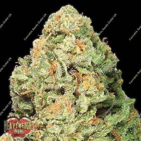 2 Fast 2 Vast Auto Feminized Marijuana Strain by Heavyweight Seeds For Sale Online at Cannabis Seeds Outlet