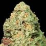 2 Fast 2 Vast Auto Feminized Marijuana Strain by Heavyweight Seeds For Sale Online at Cannabis Seeds Outlet
