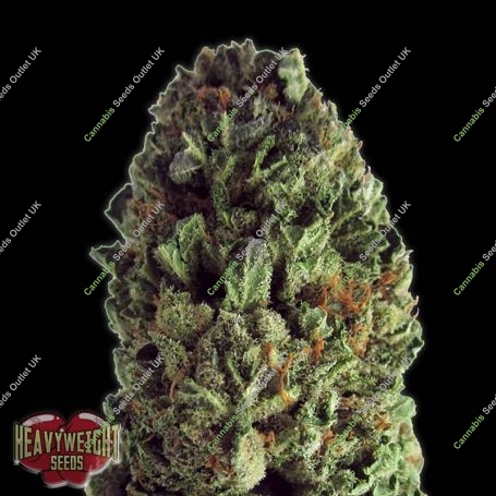 Budzilla Feminized Marijuana Strain by Heavyweight Seeds For Sale Online at Cannabis Seeds Outlet
