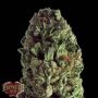 Budzilla Feminized Marijuana Strain by Heavyweight Seeds For Sale Online at Cannabis Seeds Outlet