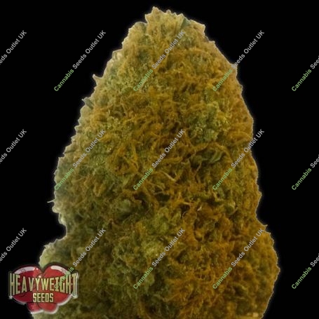 Champion Feminized Marijuana Strain by Heavyweight Seeds For Sale Online at Cannabis Seeds Outlet