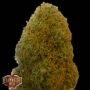 Champion Feminized Marijuana Strain by Heavyweight Seeds For Sale Online at Cannabis Seeds Outlet