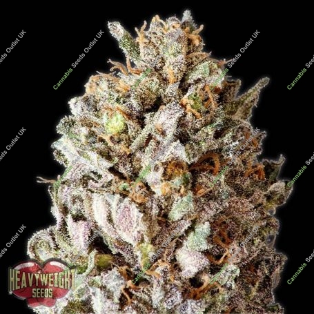 Diesel Drift Feminized Marijuana Strain by Heavyweight Seeds For Sale Online at Cannabis Seeds Outlet