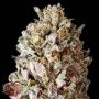 Diesel Drift Feminized Marijuana Strain by Heavyweight Seeds For Sale Online at Cannabis Seeds Outlet