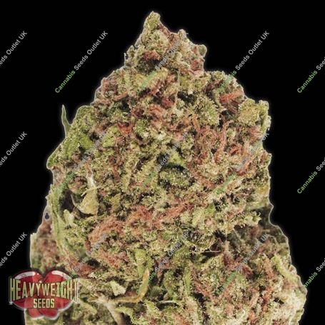 Dream Machine Feminized Marijuana Strain by Heavyweight Seeds For Sale Online at Cannabis Seeds Outlet