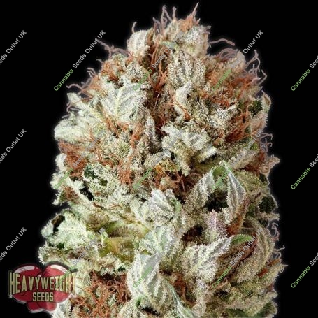 Extreme Impact Auto Feminized Marijuana Strain by Heavyweight Seeds For Sale Online at Cannabis Seeds Outlet