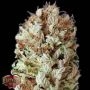 Extreme Impact Auto Feminized Marijuana Strain by Heavyweight Seeds For Sale Online at Cannabis Seeds Outlet