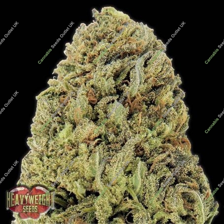 Fast & Vast Auto Feminized Marijuana Strain by Heavyweight Seeds For Sale Online at Cannabis Seeds Outlet
