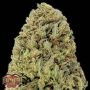 Fast & Vast Auto Feminized Marijuana Strain by Heavyweight Seeds For Sale Online at Cannabis Seeds Outlet