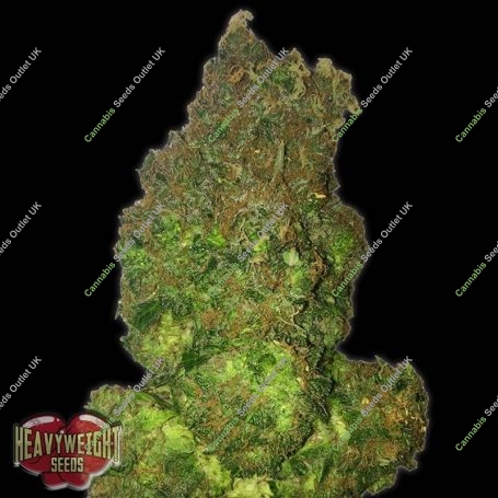 Fruit Punch Auto Feminized Marijuana Strain by Heavyweight Seeds For Sale Online at Cannabis Seeds Outlet