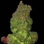 Fruit Punch Auto Feminized Marijuana Strain by Heavyweight Seeds For Sale Online at Cannabis Seeds Outlet