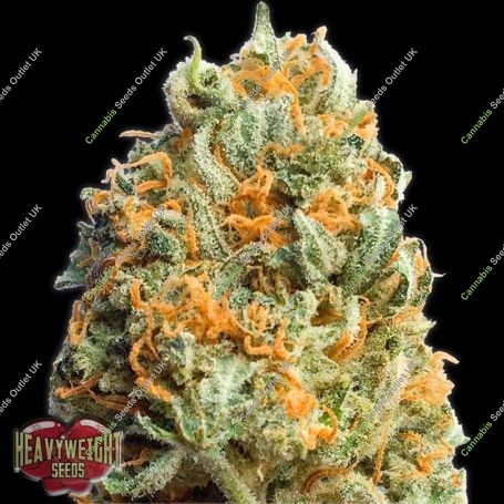 Fully Loaded Auto Feminized Marijuana Strain by Heavyweight Seeds For Sale Online at Cannabis Seeds Outlet