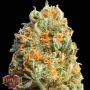 Fully Loaded Auto Feminized Marijuana Strain by Heavyweight Seeds For Sale Online at Cannabis Seeds Outlet