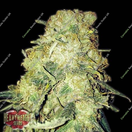 Gold Mine Feminized Marijuana Strain by Heavyweight Seeds For Sale Online at Cannabis Seeds Outlet