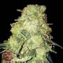 Gold Mine Feminized Marijuana Strain by Heavyweight Seeds For Sale Online at Cannabis Seeds Outlet