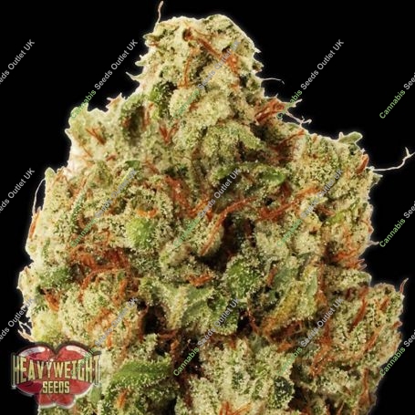 Green Ninja Feminized Marijuana Strain by Heavyweight Seeds For Sale Online at Cannabis Seeds Outlet