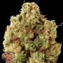 Green Ninja Feminized Marijuana Strain by Heavyweight Seeds For Sale Online at Cannabis Seeds Outlet