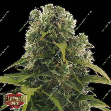 High Density Auto Feminized Marijuana Strain by Heavyweight Seeds For Sale Online at Cannabis Seeds Outlet