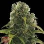 High Density Auto Feminized Marijuana Strain by Heavyweight Seeds For Sale Online at Cannabis Seeds Outlet