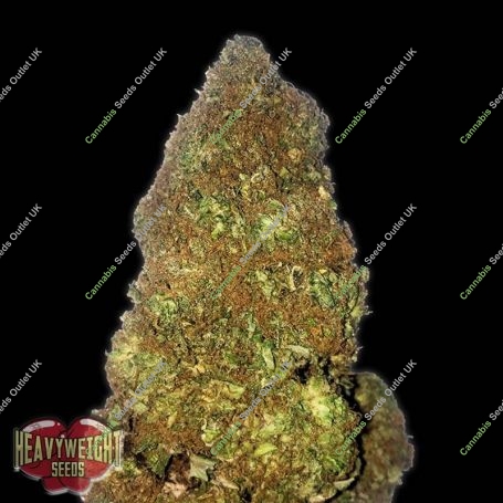 Jackpot Auto Feminized Marijuana Strain by Heavyweight Seeds For Sale Online at Cannabis Seeds Outlet