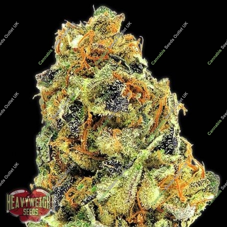 K.O. Kush Feminized Marijuana Strain by Heavyweight Seeds For Sale Online at Cannabis Seeds Outlet