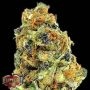 K.O. Kush Feminized Marijuana Strain by Heavyweight Seeds For Sale Online at Cannabis Seeds Outlet