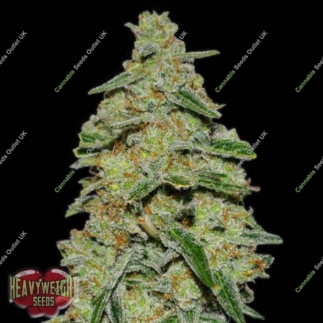 Lemon Cake Feminized Marijuana Strain by Heavyweight Seeds For Sale Online at Cannabis Seeds Outlet
