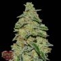 Lemon Cake Feminized Marijuana Strain by Heavyweight Seeds For Sale Online at Cannabis Seeds Outlet